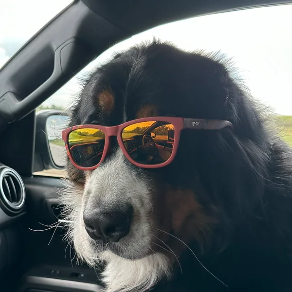 Frank the Bernese Mountain Dog wearing sunglasses, Chief Barketing Officer