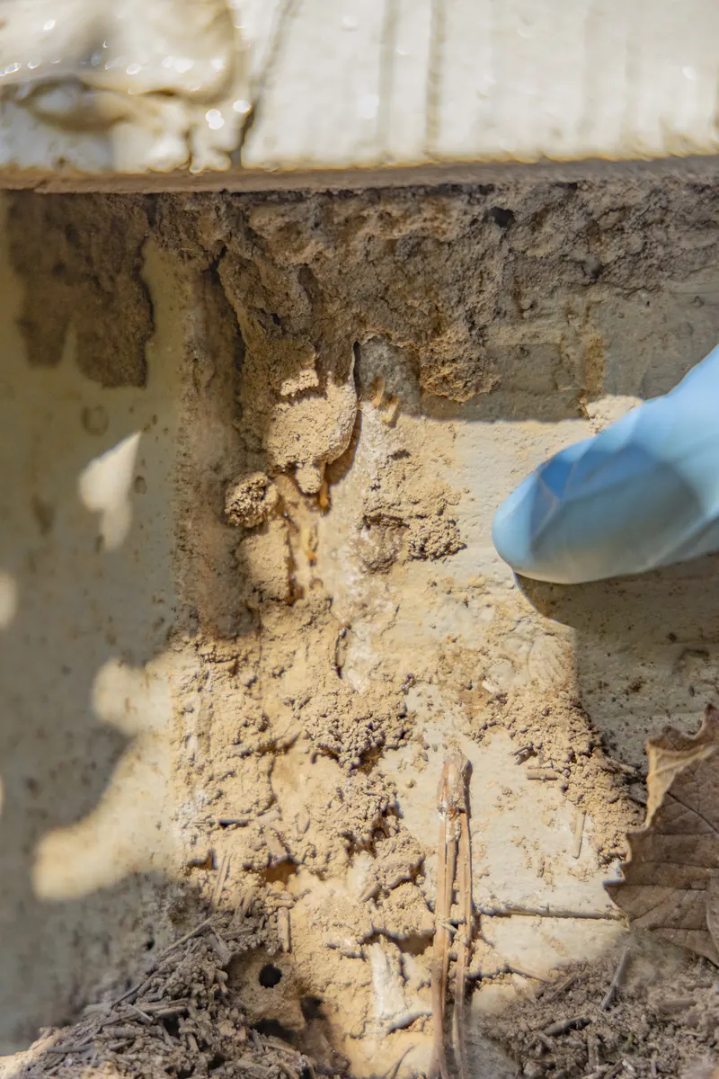 Signs of Termites in Your Kentucky Home