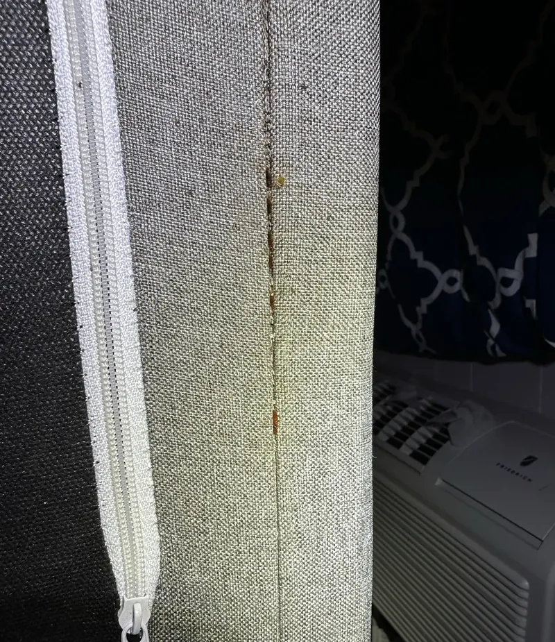 The bed bugs in this Lexington, KY headboard were hidden deep in the seam.