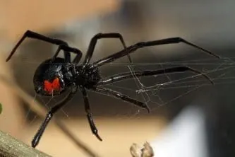 How to Get Rid of Black Widow Spiders