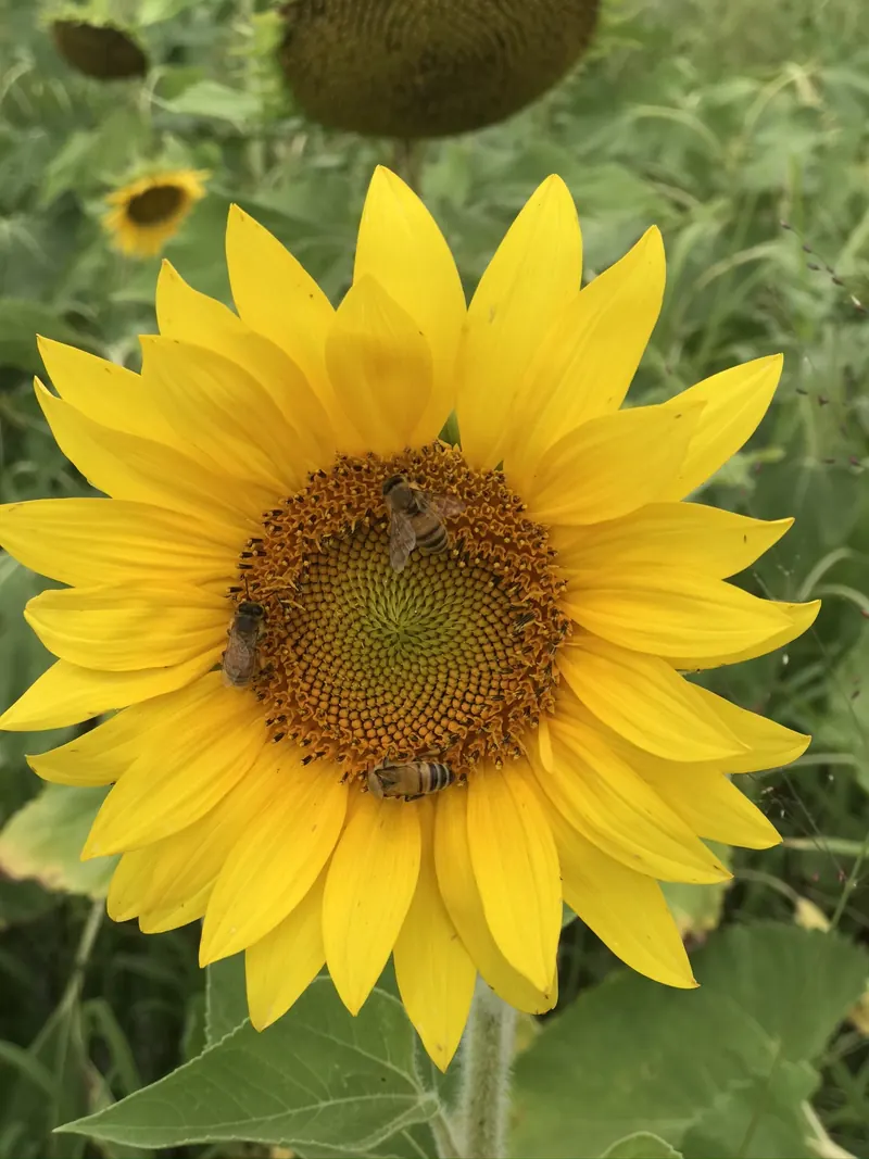 Honeybees pollinating a sunflower: beneficial pollinators, unlike the wasps and hornets that require control in Lexington