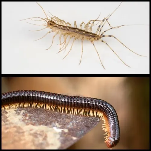 Difference between millipedes and the house centipede we control in Lexington