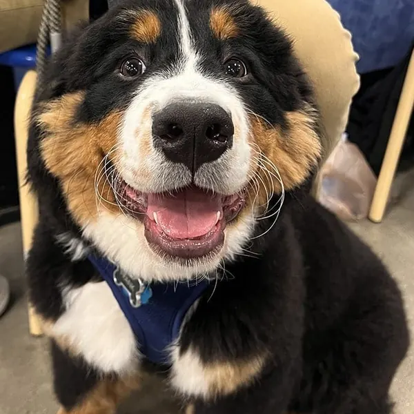 Frank the Bernese Mountain Dog, Chief Barketing Officer