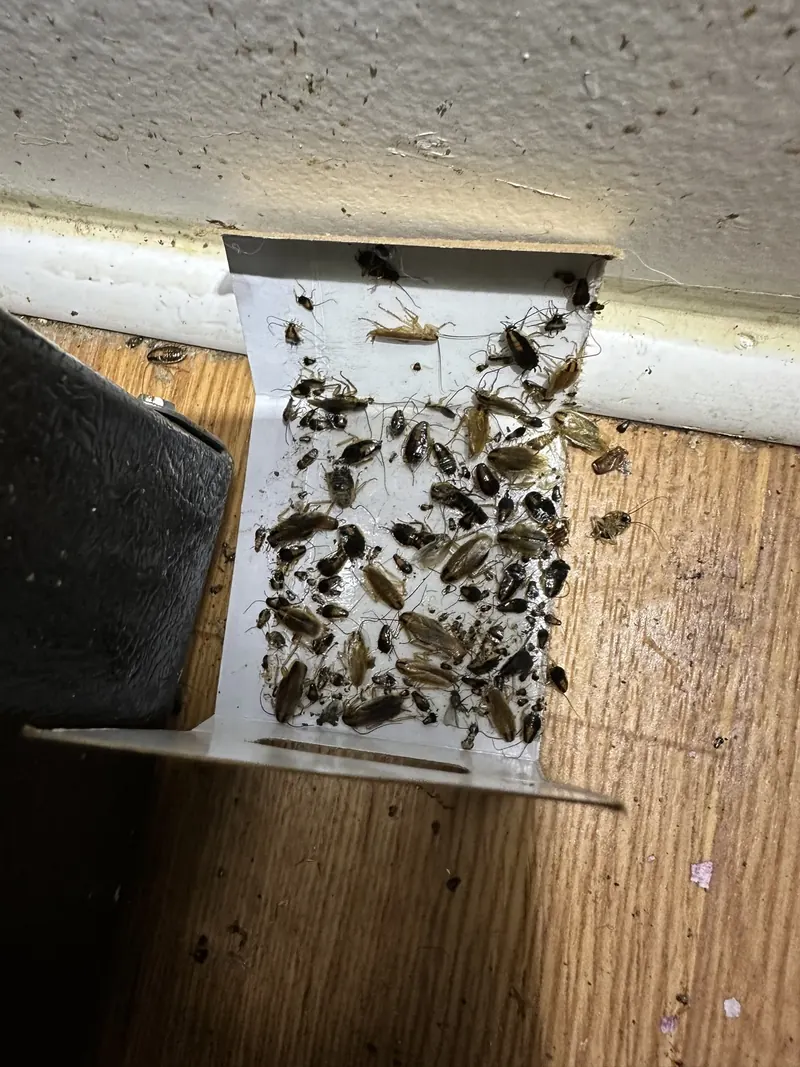 A before photo of a job Berner Pest performed for cockroach control in Lexington