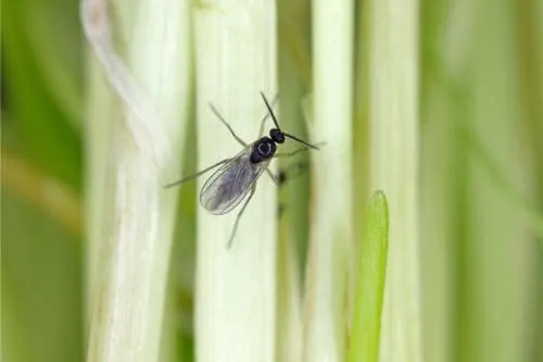How to Get Rid of Fungus Gnats