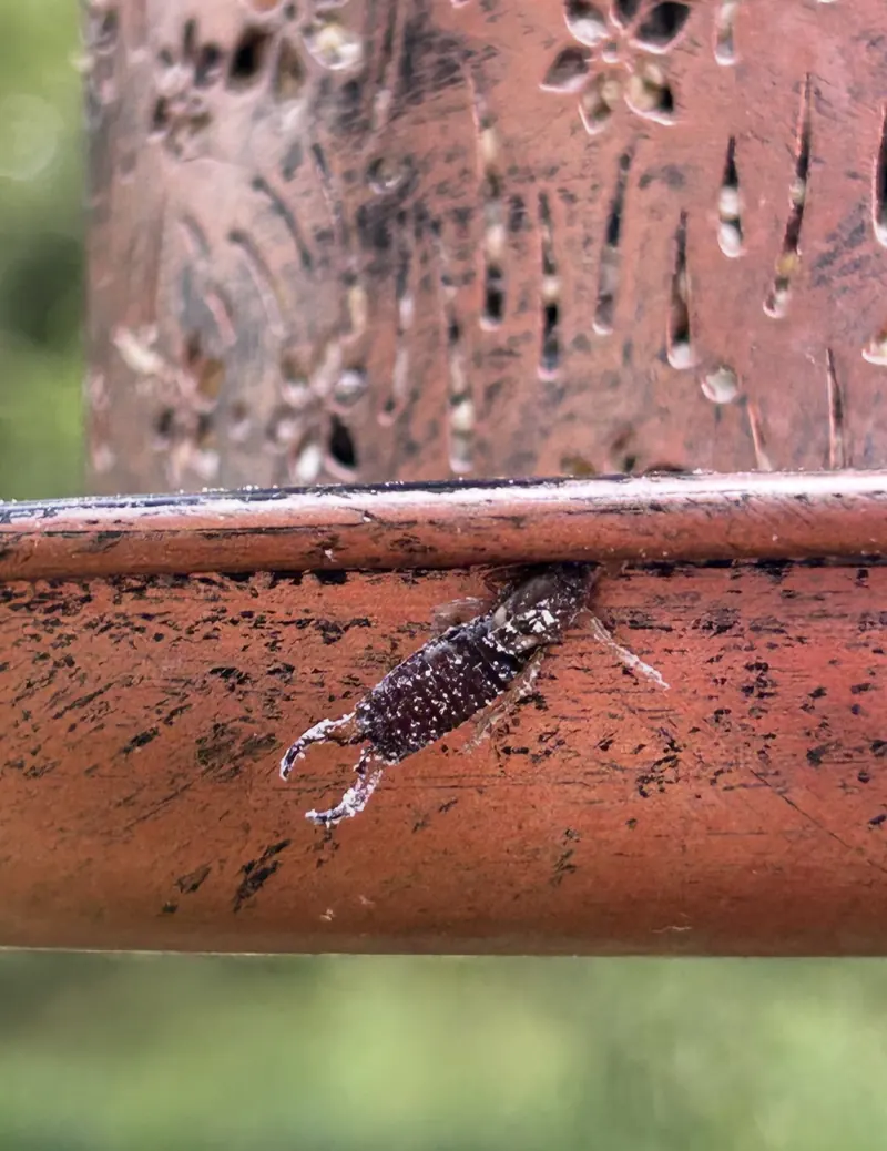 Berner Pest Solutions provides services for earwig control in Lexington KY and surrounding areas.