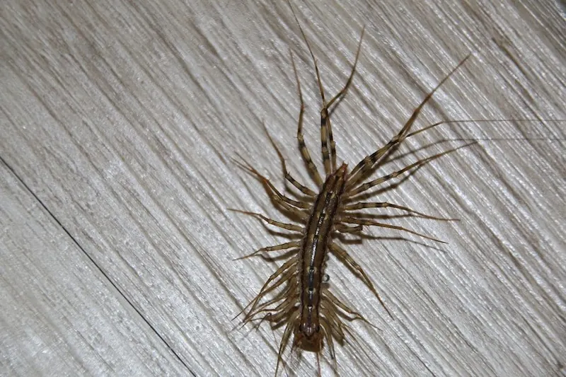 Lexington KY Centipedes