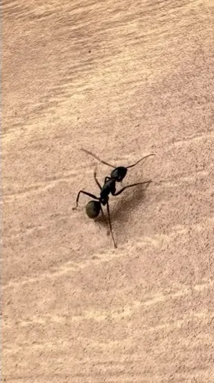 Close-up of a carpenter ant on a Lexington home, one of the most common ants Berner Pest Solutions treats