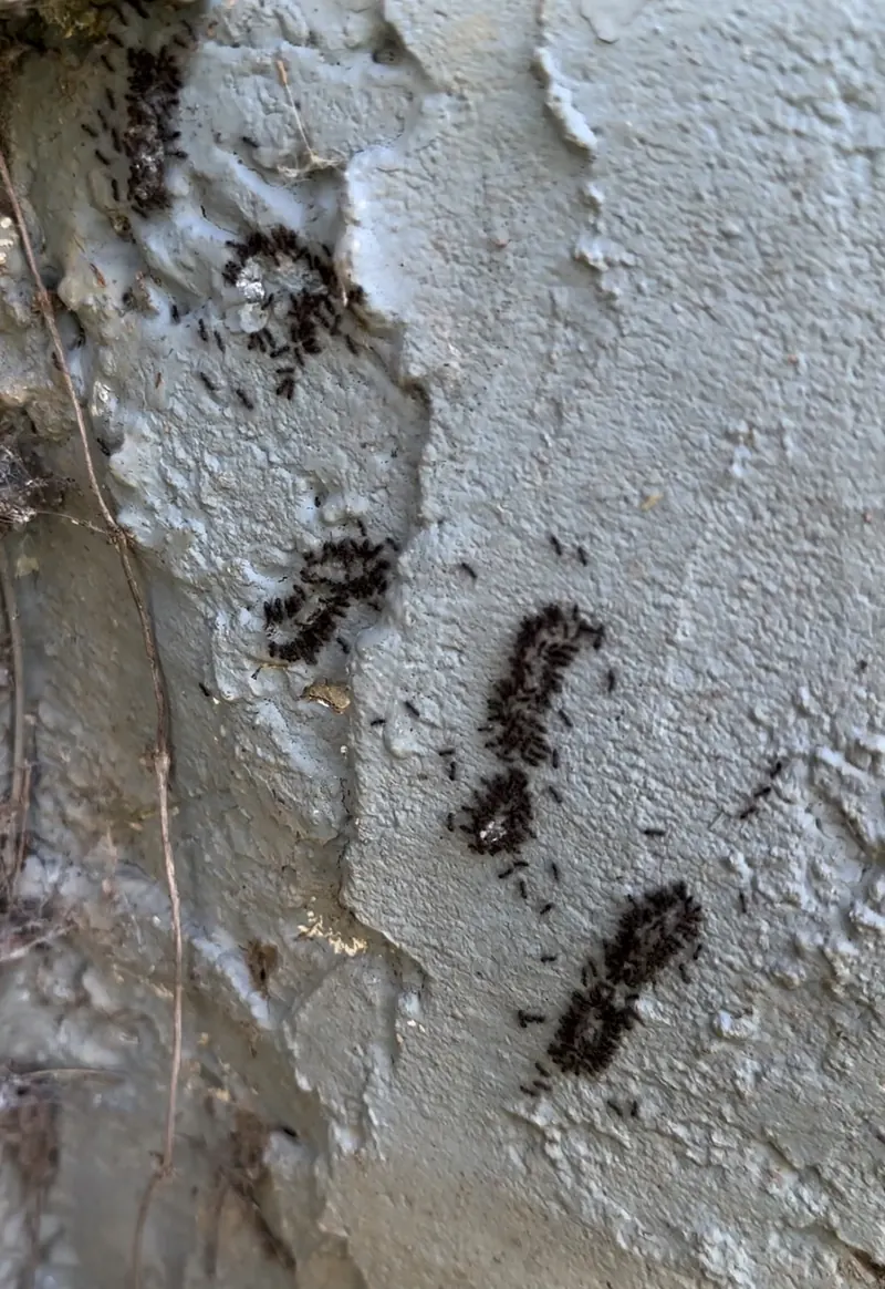 Ant Control