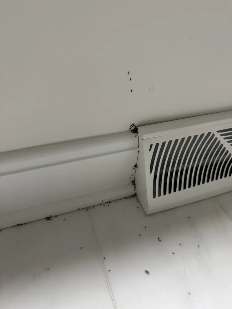 Our pest control Richmond KY features ant prevention services.