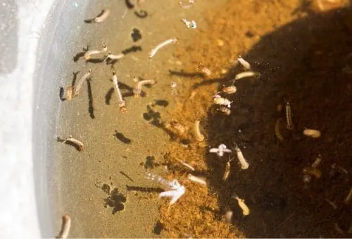 Your Guide to Mosquito Control in Lexington, KY