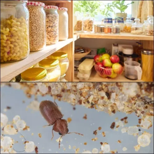 Bugs in pantry, also referred to as pantry pests, are common invaders of stored products, typically brought home from grocery stores.