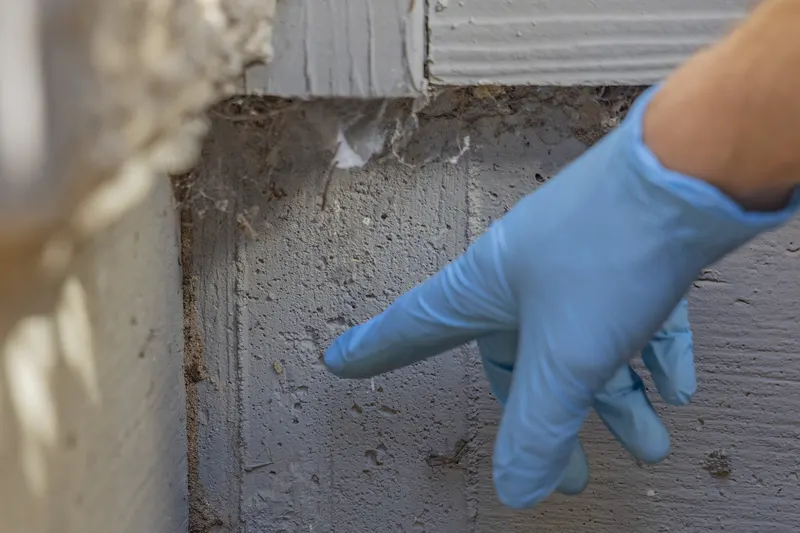 Stink Bug Season in Kentucky: What to Expect and How to Keep Them Out