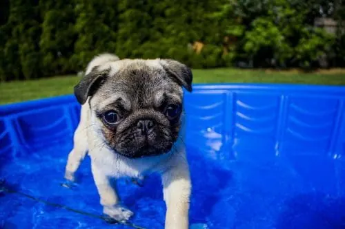 Puppy playing in a backyard kiddie pool