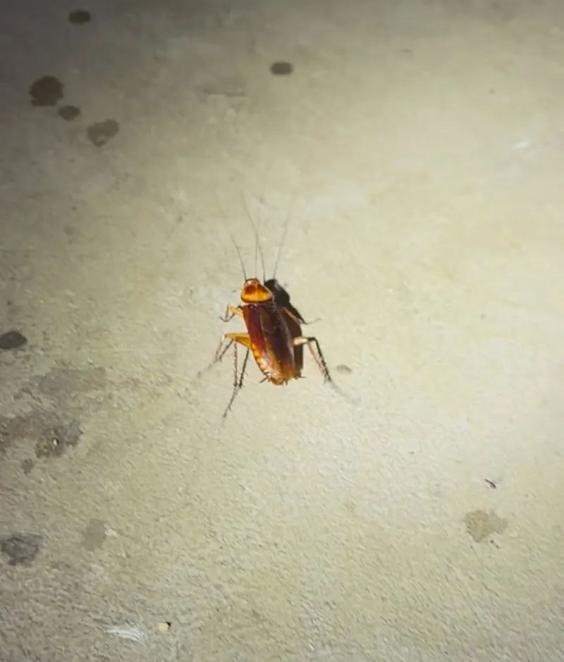 A before photo during a service for American Cockroach Control in Lexington KY