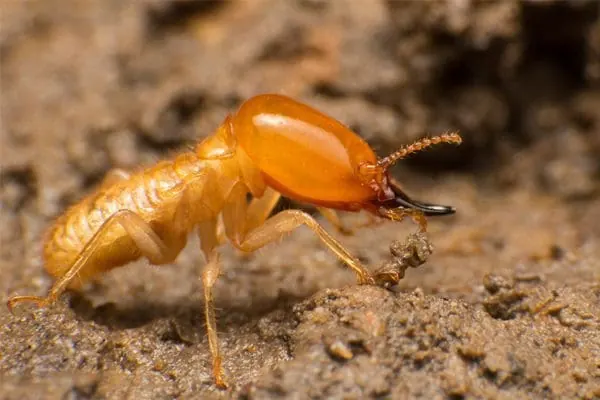 Termite Protection