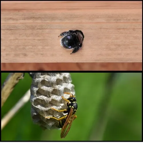Wasps & Stinging Insects