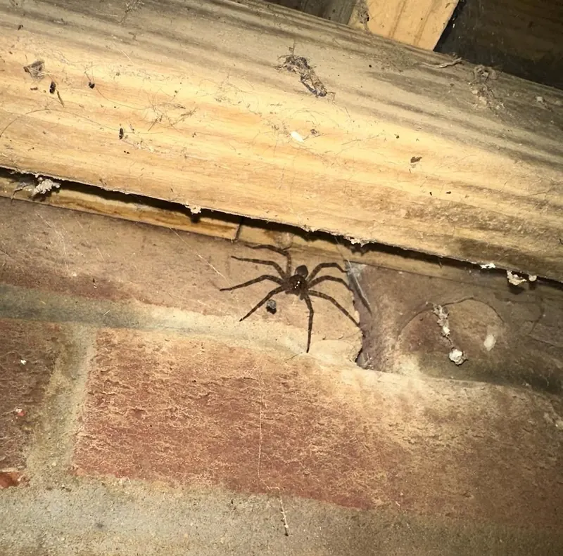 Wolf spider control in Lexington, KY can help keep spiders out of your home