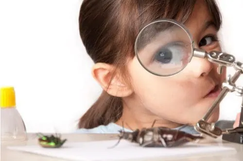Young entomologist examining an insect specimen