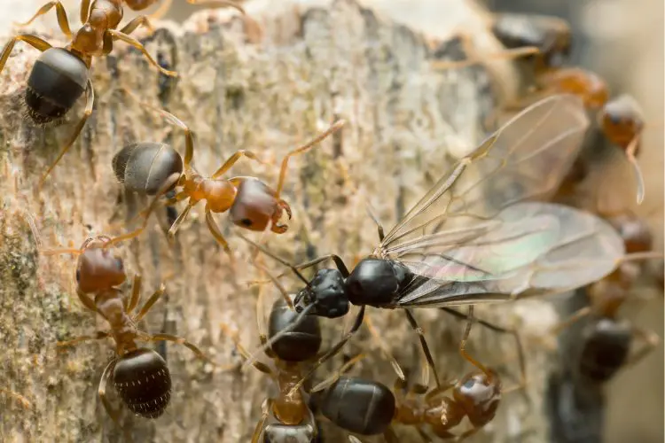 Close up of Worker and "Swarmer" Ant alates