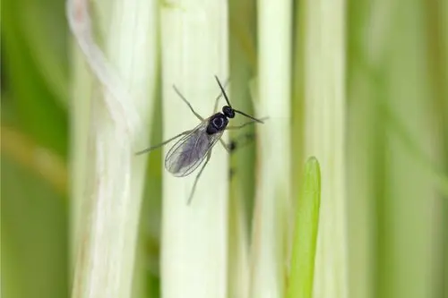 Dark-Winged Fungus Gnat adult on plant