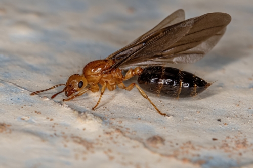 Winged reproductive ant, often called swarmers, these ants leave their colony to start new colonies