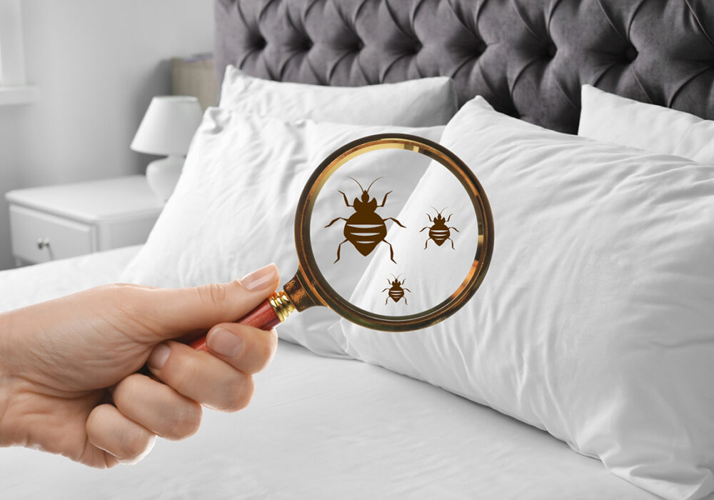 Berner Pest provides solutions needed by a bed bug exterminator in Lexington ky