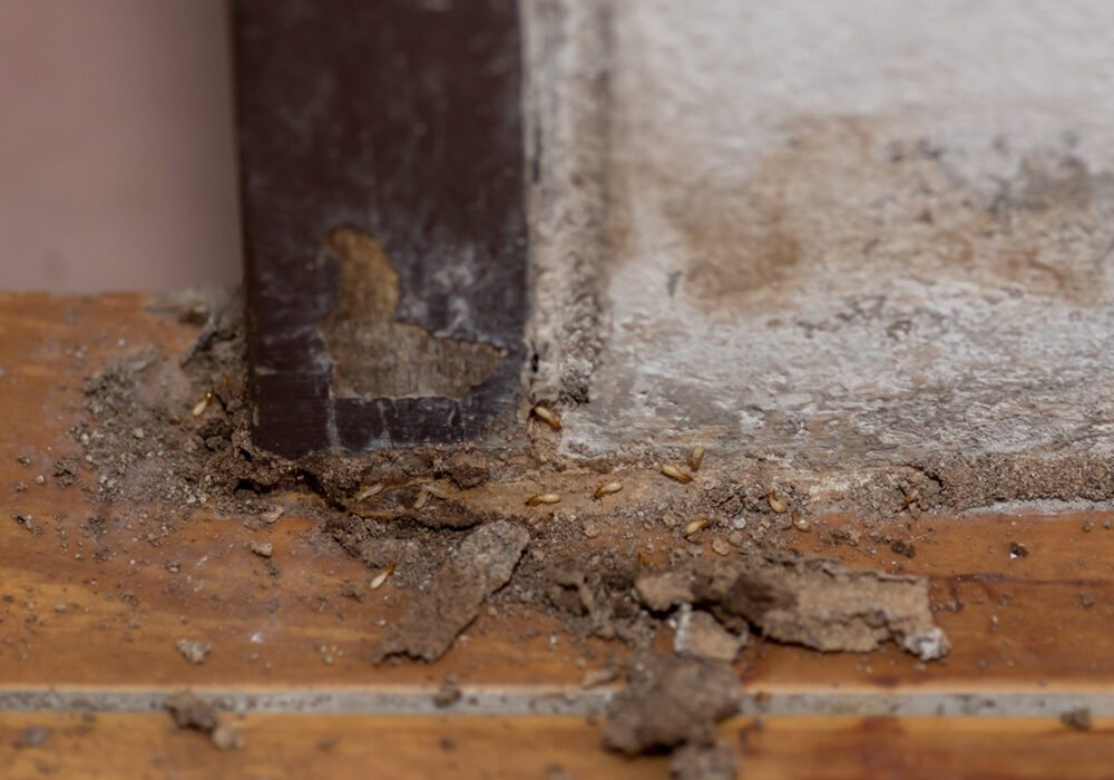 Termite Control Services - Berner Pest Solutions