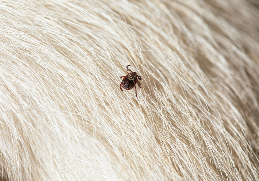 Ticks are a common pest in Lexington, KY and Berner Pest Solutions provides Tick control
