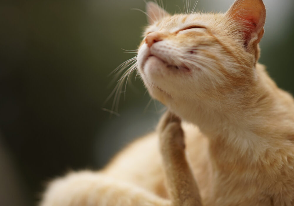 Berner Pest Solutions provides flea control service to homes and commercial properties