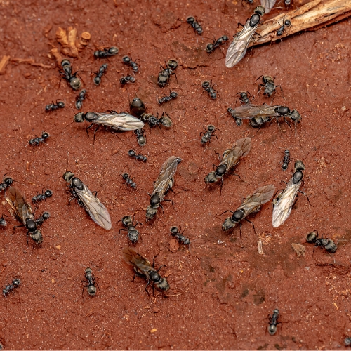 Carpenter Ants of the genus camponotus