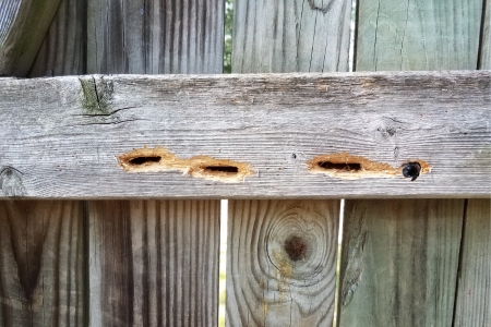 Carpenter Bee Damaged Fence in Lexington Kentucky before Berner Pest Solutions treated the problem