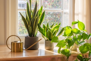 Common houseplants susceptible to fungus gnats