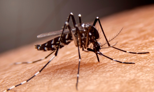 Close up of mosquito feeding on human, one of the many reasons mosquito services are necessary in Lexington, KY