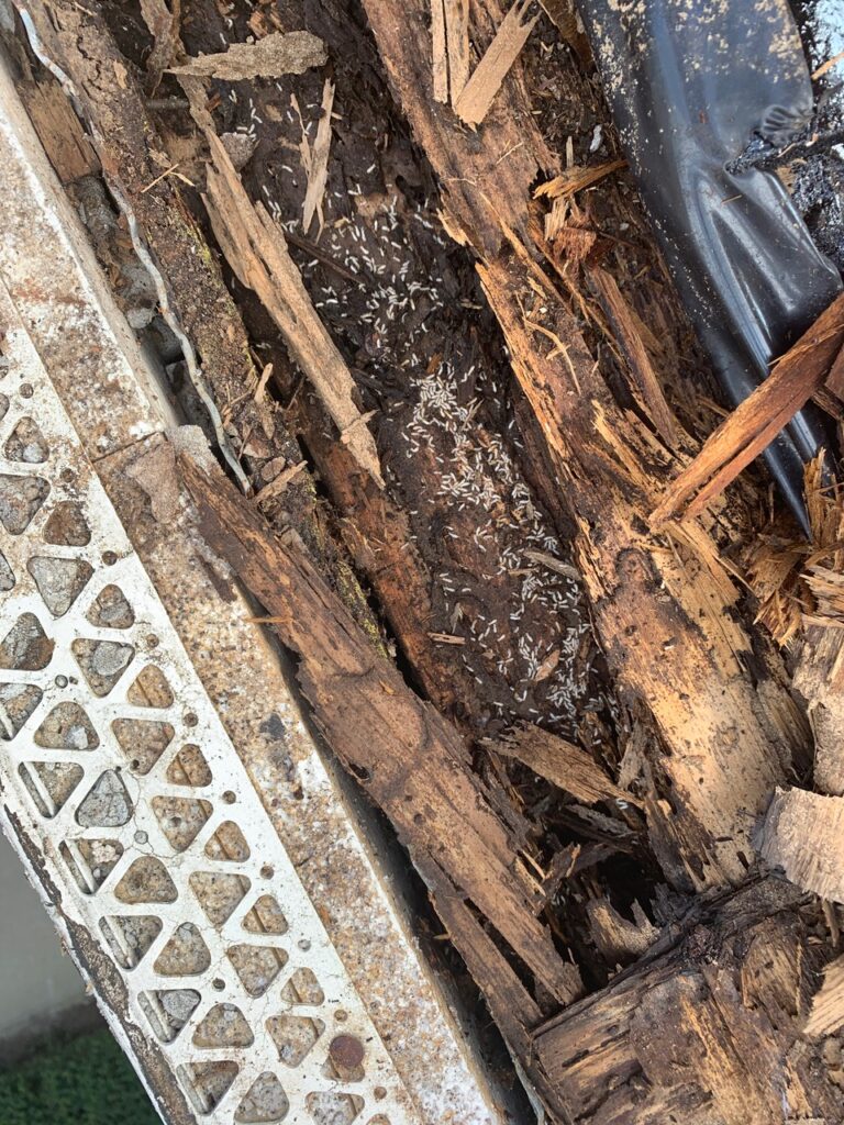 Eastern Subterranean Termites doing damage to a home in Lexington, Kentucky