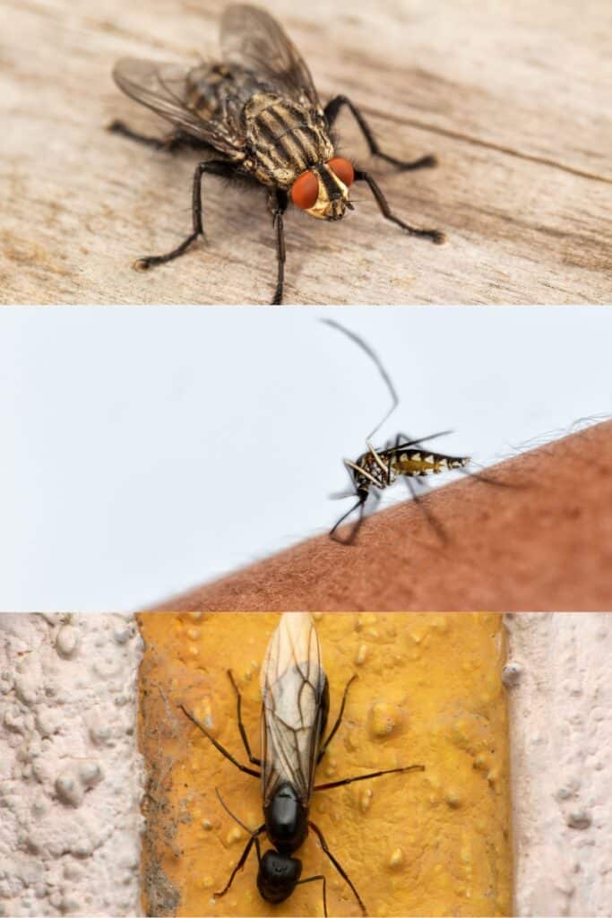 Common Summer Pests found in Lexington, KY