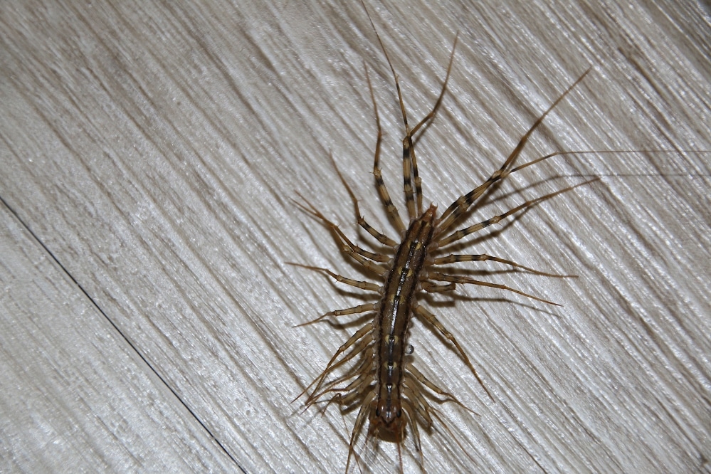 house centipede common to Lexington, KY